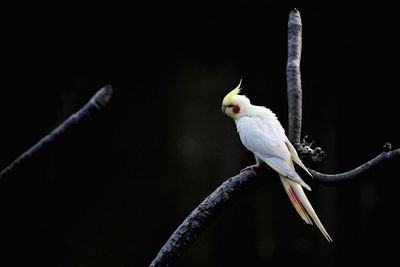 Close-up of bird perching on branch