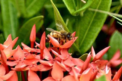 Close-up of bee on flower