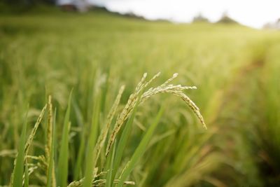 Close-up of stalks in field