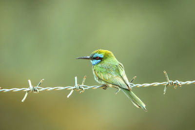 Close-up of bird perching on barbed wire