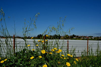 Plants growing on field against clear blue sky
