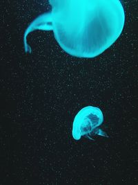 Close-up of jellyfish in sea