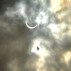 Low angle view of bird flying in sky