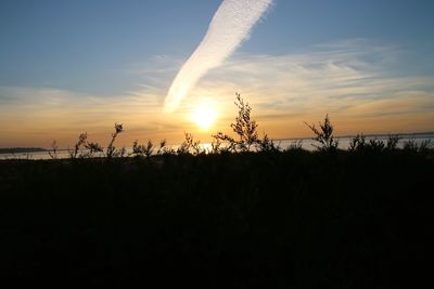 Silhouette plants against sky during sunset