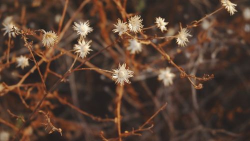 Close-up of wilted flowering plant