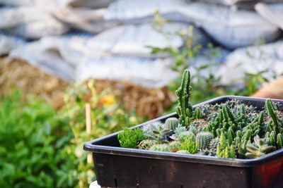 Close-up of potted plant