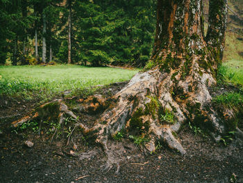 Trees in forest