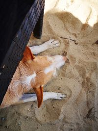 High angle view of dog sleeping