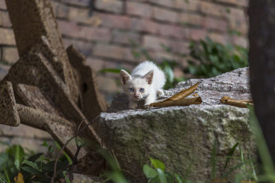 Portrait of a squirrel on wall