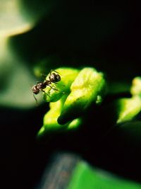 Close-up of fly on leaf