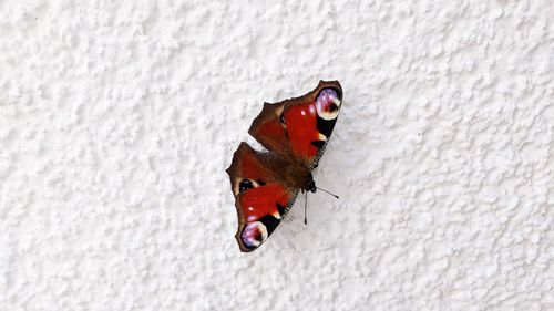 Close-up of butterfly on white wall