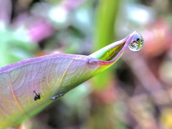 Close-up of raindrops on leaf