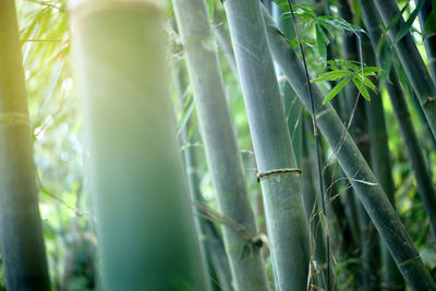 Close-up of bamboo plant