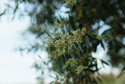 Close-up of flowering plant