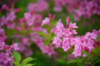 Close-up of pink flowering plant