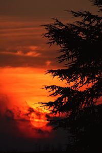 Low angle view of silhouette trees against orange sky