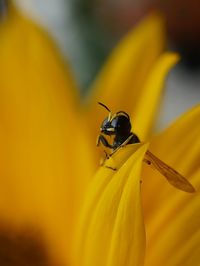 Close-up of bee pollinating on flower