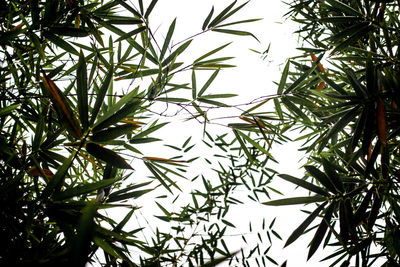 Low angle view of leaves against sky
