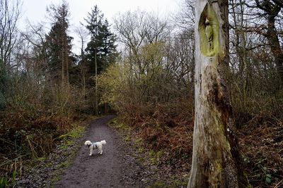 Dog in forest