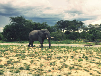 View of elephant on field