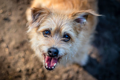 Close-up portrait of dog