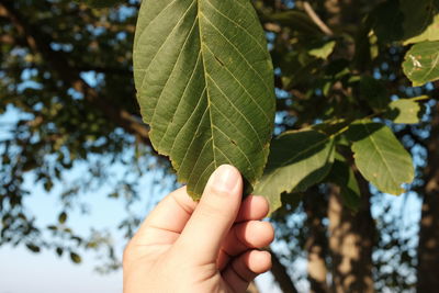 Close-up of hand holding leaf