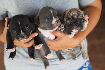 Low section of person holding puppy