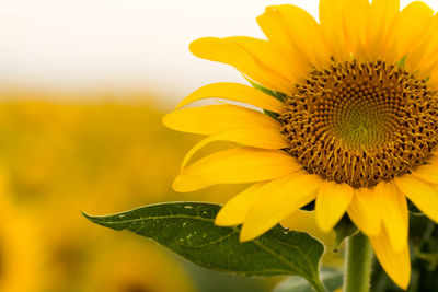 Close-up of sunflower