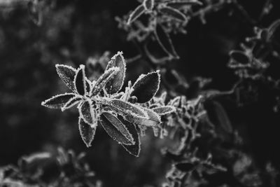 Close-up of frozen leaves