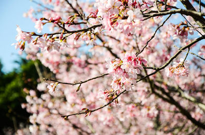 Low angle view of cherry blossom