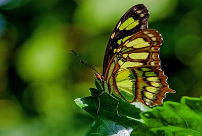 Close-up of butterfly pollinating flower