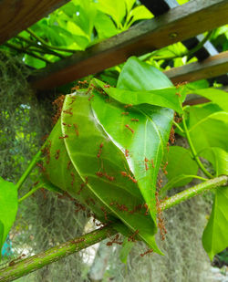 Close-up of insect on plant