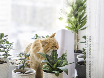 Ultrasonic humidifier among houseplants. ginger cat bites succulent plant leaf on windowsill. 