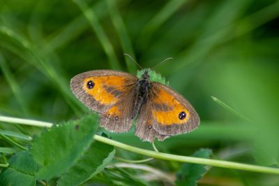 Close-up of butterfly on orange leaf