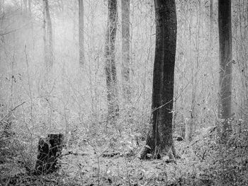 View of tree trunks in forest