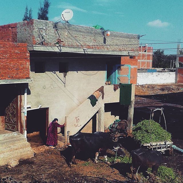 architecture, building exterior, built structure, house, residential structure, residential building, sunlight, abandoned, sky, building, day, no people, outdoors, window, blue, animal themes, old, roof, town, wood - material