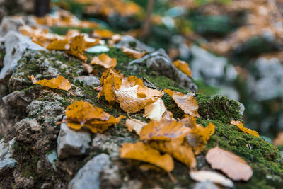 Close-up selective focus photo of autumn leaves on rock