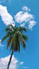 Low angle view of palm tree against blue sky