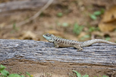 Close-up of lizard