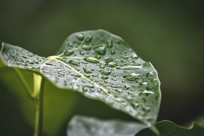 Close-up of raindrops on leaves