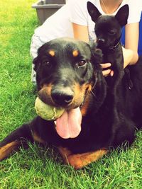 Portrait of black dog on grassy field