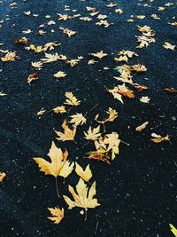High angle view of leaves