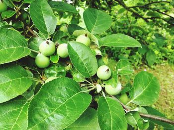 Close-up of berries growing on tree