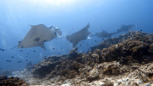 Fish swimming in sea