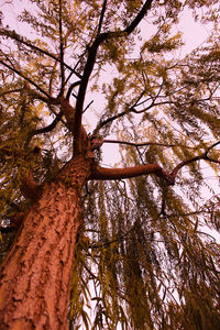 Low angle view of tree against sky