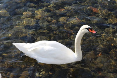 High angle view of swan in lake