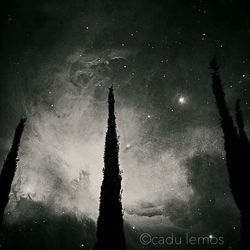 Low angle view of trees against sky at night