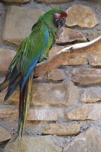 Green military macaw perching on wood against stone wall at zoo