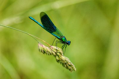 Close-up of damselfly on green leaf