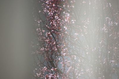 Low angle view of pink flowering tree